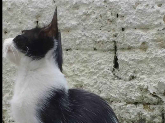 Gato para adoção Fêmea Médio 1 ano