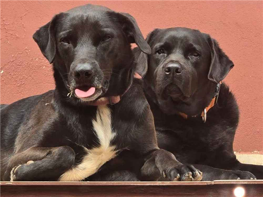 Cachorro cão para adoção Ambos Grande 4 anos 