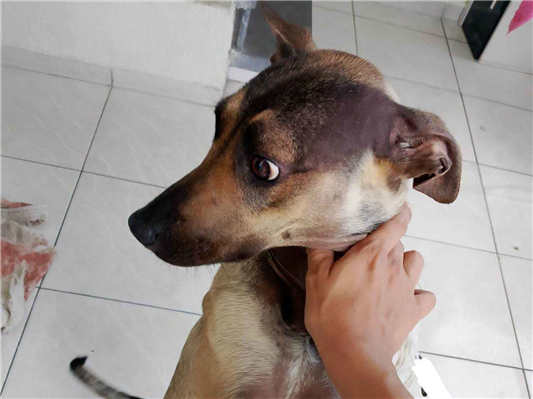 Cachorro cão para adoção Fêmea Médio  1 ano 