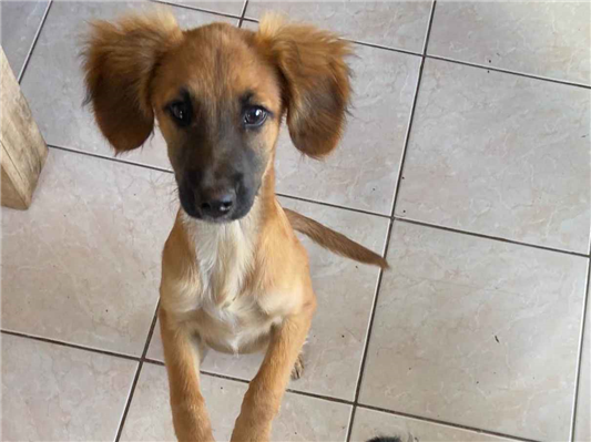 Cachorro cão para adoção Macho Médio  2 a 6 meses 