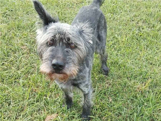 Cachorro cão para adoção Macho Pequeno 2 anos 