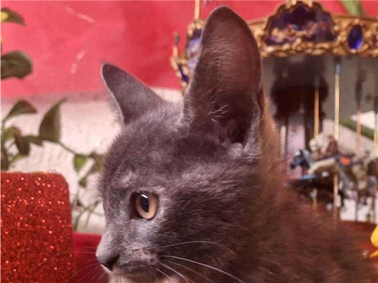 Gato - Fêmea Pequeno2 a 6 meses