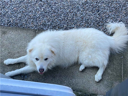 Cachorro cão para adoção Macho Grande 4 anos 
