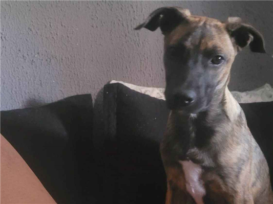 Cachorro cão para adoção Fêmea Médio  2 a 6 meses 