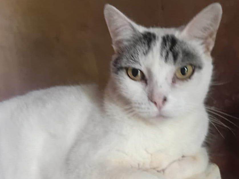 Gato SRD-ViraLata Medio 5-anos