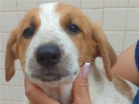 Cachorro cão para adoção Fêmea Pequeno 2 a 6 meses 