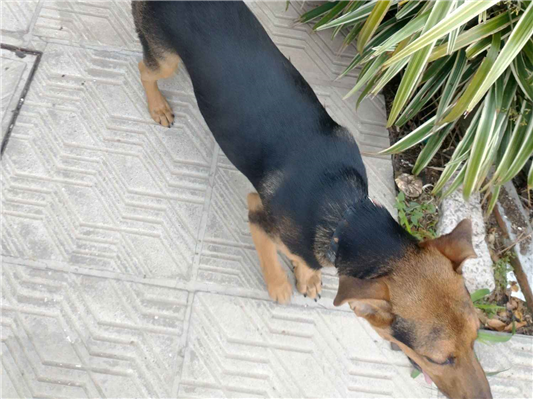 Cao - Macho Pequeno2 a 6 meses