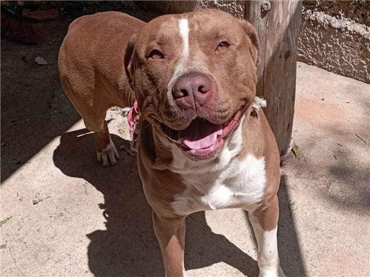 Cachorro cão para adoção Macho Grande 2 anos 