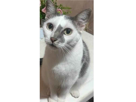 Gato para adoção Fêmea Médio 5 anos