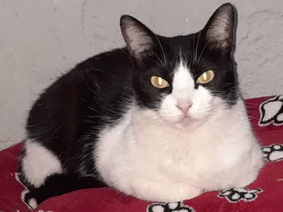 Gato SRD-ViraLata Medio 6-anos-Acima