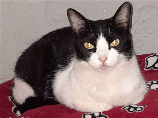 Gato para adoção Fêmea Médio 6 anos Acima