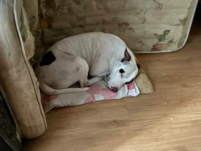 Cao Pit-Bull Grande 5-anos