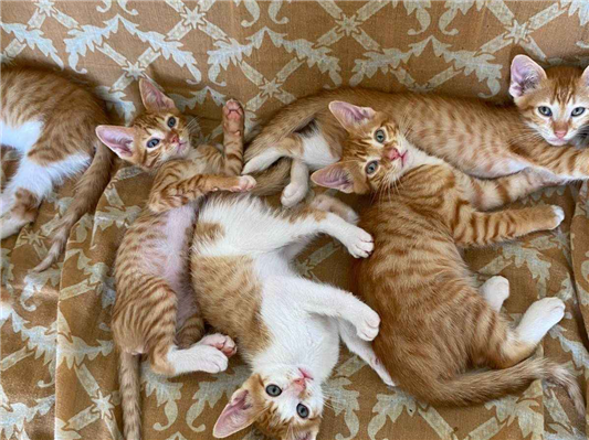 Gato para adoção Ambos Pequeno Abaixo de 2 meses