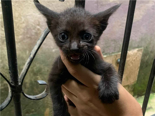 Gato para adoção Ambos Pequeno Abaixo de 2 meses