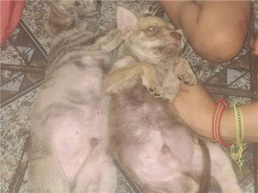 Cachorro cão para adoção Macho Grande 2 a 6 meses 