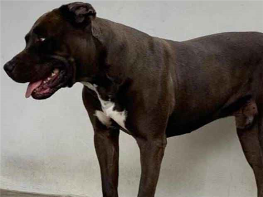 Cachorro cão para adoção Macho Médio  5 anos 