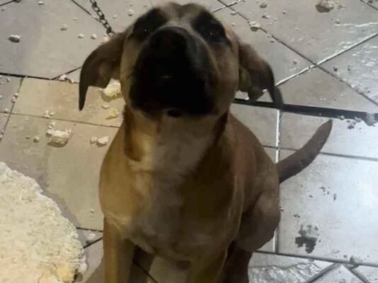 Cachorro cão para adoção Macho Grande 7 a 11 meses 