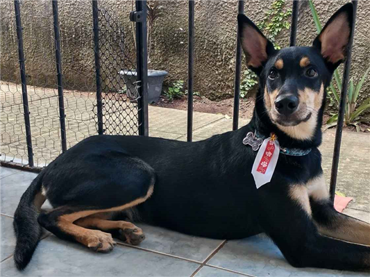 Cachorro cão para adoção Macho Médio  5 anos 