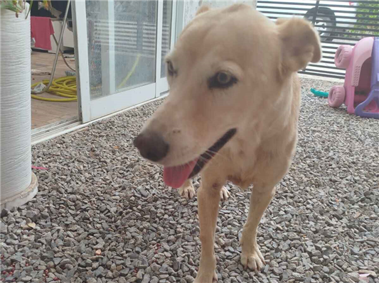Cachorro cão para adoção Fêmea Médio  6 anos Acima 