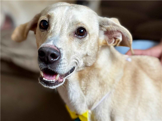 Cachorro cão para adoção Macho Grande 2 anos 