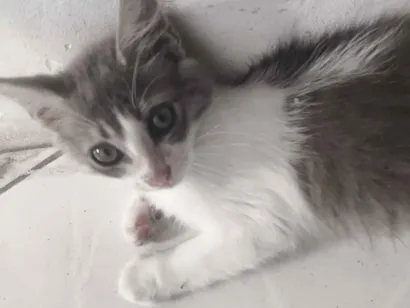 Gato SRD-ViraLata Pequeno 2-a-6-meses