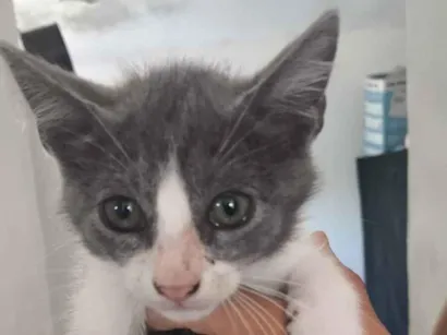 Gato SRD-ViraLata Pequeno 2-a-6-meses