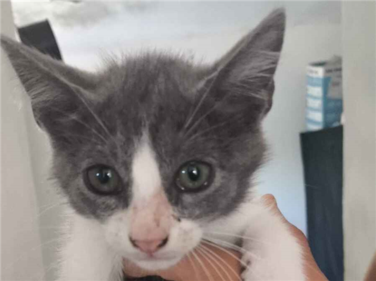 Gato para adoção Macho Pequeno 2 a 6 meses