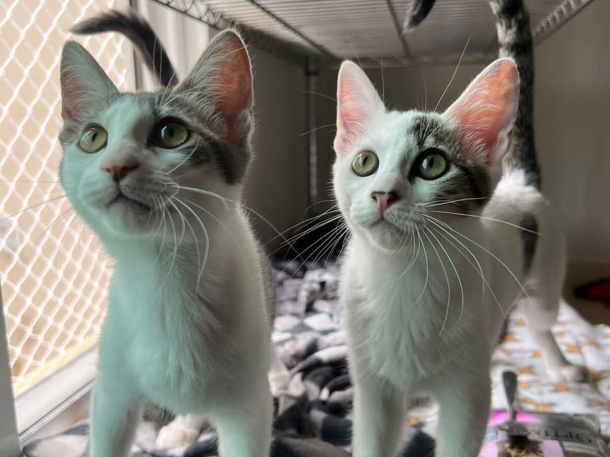 Gato SRD-ViraLata Pequeno 2-a-6-meses