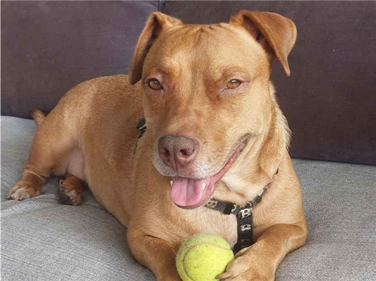 Cachorro cão para adoção Fêmea Médio  3 anos 
