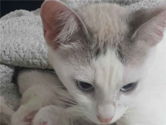 Gato para adoção Fêmea Médio 7 a 11 meses
