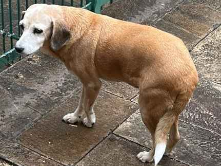 Cachorro cão para adoção Fêmea Médio  6 anos Acima 