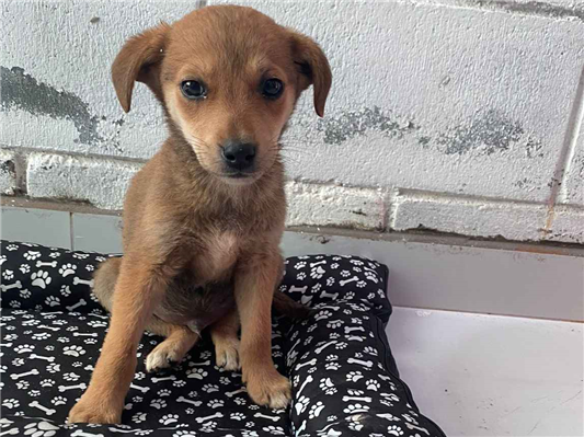 Cachorro cão para adoção Macho Médio  2 a 6 meses 