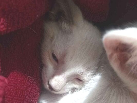 Gato para adoção Fêmea Pequeno Abaixo de 2 meses