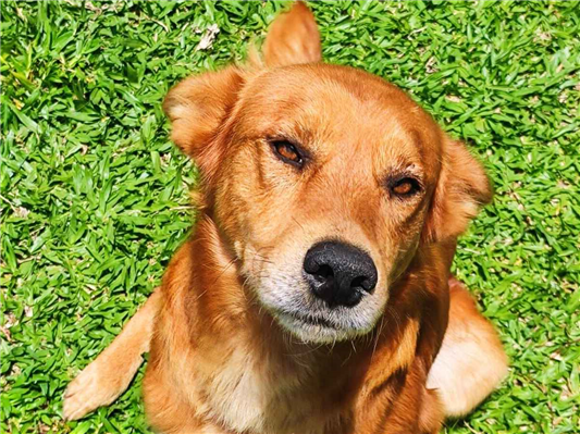 Cachorro cão para adoção Macho Grande 6 anos Acima 