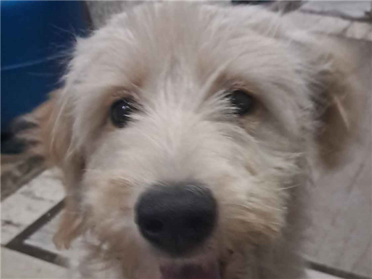 Cachorro cão para adoção Fêmea Médio  2 a 6 meses 