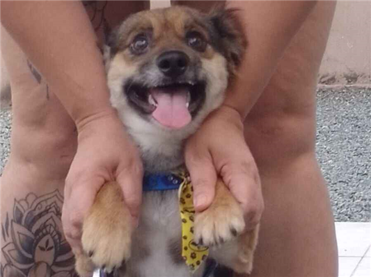 Cachorro cão para adoção Macho Pequeno 1 ano 