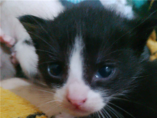 Gato para adoção Ambos Médio 2 a 6 meses