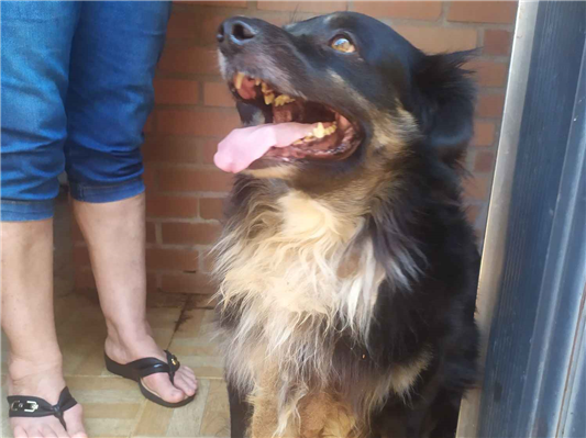 Cachorro cão para adoção Macho Médio  6 anos Acima 
