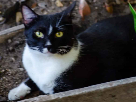 Gato Procura-Perdido Macho Grande 7 a 11 meses 