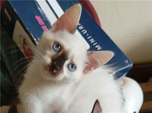 Gato para adoção Fêmea Pequeno 2 a 6 meses