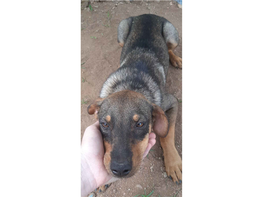 Cachorro cão para adoção Macho Médio  7 a 11 meses 