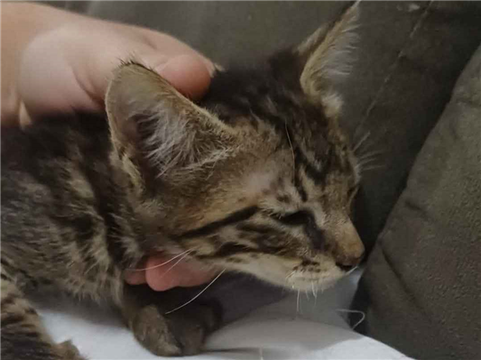 Gato para adoção Macho Pequeno Abaixo de 2 meses