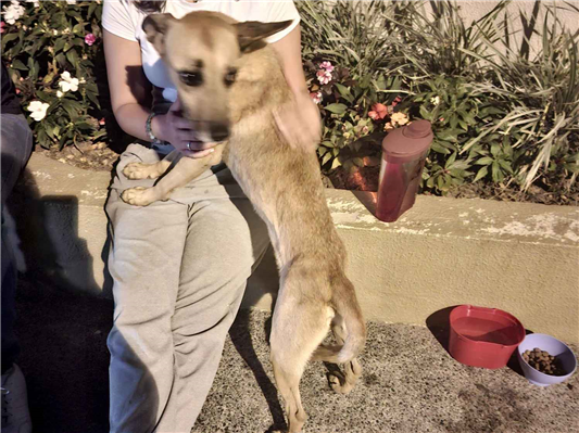 Cao - Macho Médio2 anos