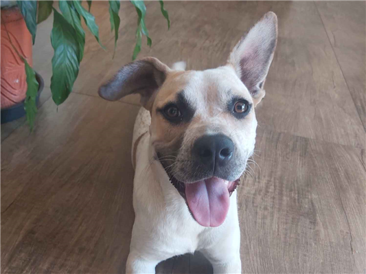 Cachorro cão para adoção Fêmea Grande 7 a 11 meses 