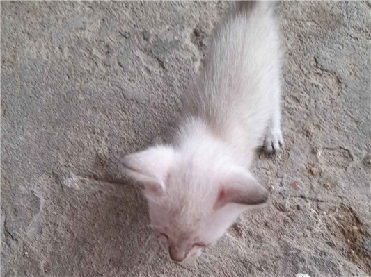 Gato para adoção Macho Pequeno 2 a 6 meses