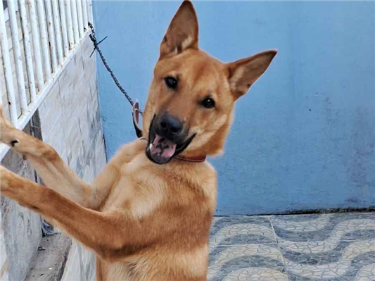 Cachorro cão para adoção Macho Médio  2 a 6 meses 