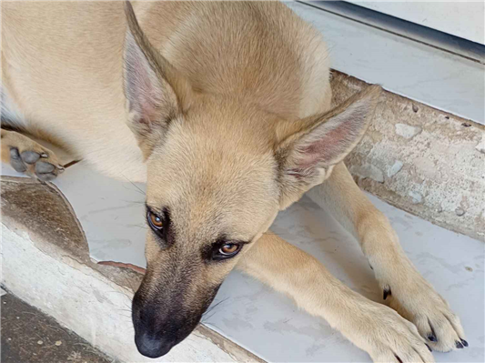 Cachorro cão para adoção Macho Médio  7 a 11 meses 
