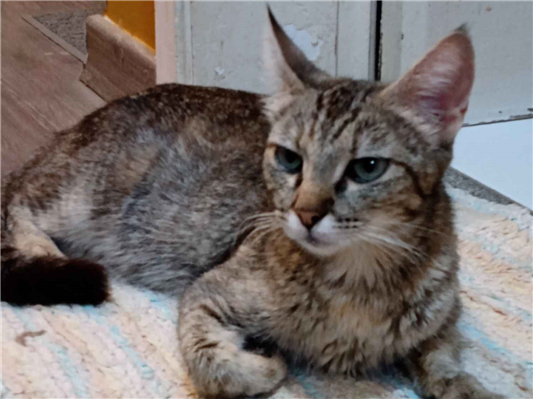 Gato - Fêmea Pequeno7 a 11 meses