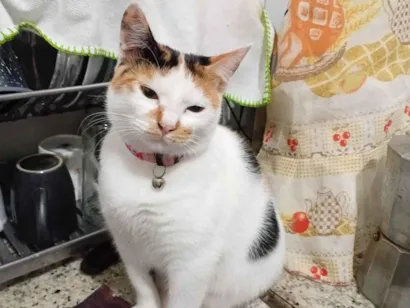 Gato SRD-ViraLata Grande 1-ano