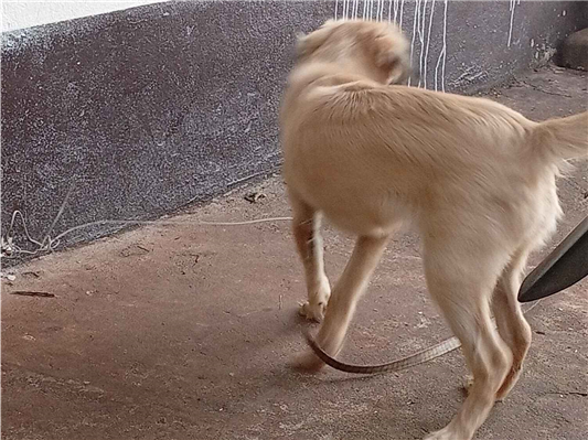 Cachorro cão para adoção Macho Médio  2 a 6 meses 